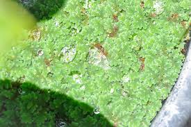 Image result for Azolla nilotica