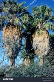 Image result for Acoelorrhaphe