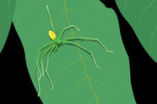 Lunch with a Naturalist: Spiders