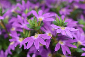Image result for Scaevola