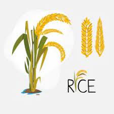 Rice Stock Photos Images Plant Illustration Rice Plant Rice Packaging