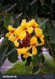 Image result for Markhamia lutea