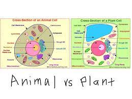 Animal cell membrane vs plant cell membrane. Animal Vs Plant Cell Plant And Animal Cells Animal Cell Plant Cell