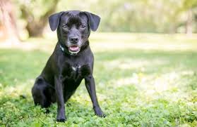 This beagle mix is also known as the beaschund, beweenie, doxle, and doxy. 17 Beagle Mix Dogs We Absolutely Love All Things Dogs All Things Dogs