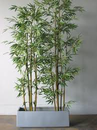 Bamboo With Hydroponics Hydroponics Soil Less Gardening Bamboo In Pots Indoor Bamboo Bamboo Plants