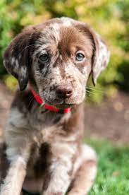 The german shorthaired pointer mix is not a purebred dog. Pin By Kagia On Man S Best Friend Puppies Catahoula Leopard Dog Leopard Dog