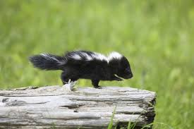 Keeping And Caring For Skunks As Pets Skunk Cute Baby Animals Baby Skunks