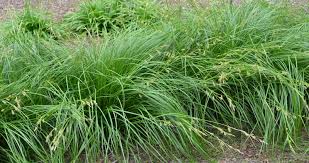 Image result for Carex johnstonii