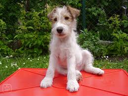 Image result for foxterier drsnosrstý