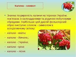 Ягоди калини червоні, що символізує безсмертя роду. Kalina Simvol Ukrayinskogo Narodu Prezentaciya Z Prirodoznavstva