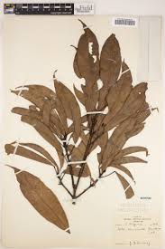 Image result for Hermannia boraginiflora