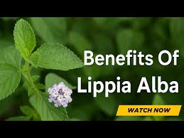 Image result for Lippia