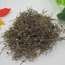 Image result for Oldenlandia