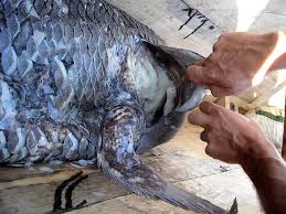 Coelacanthus granulatus agassiz , 1836 г. Coelacantus Photo Diving Madagascar