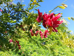 The dominican republic became a nation on 27 february 1844 when a group of revolutionaries seized power from the haitian rulers of the island of symbolism. National Flower A Virtual Dominica
