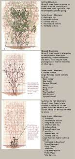 It's best to cut the clematis back in spring just as the leaf buds are beginning to swell. Pruning Clematis When They Bloom Determines When To Prune Related Articles 1 The Many Faces Of Clematis Get To Kno Clematis Clematis Trellis Garden Vines