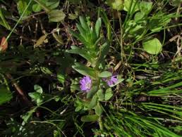 Image result for Trapaceae