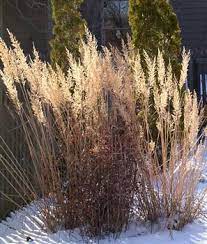 Korean Feather Reed Grass Winter Feather Reed Grass Shade Plants Grasses Garden