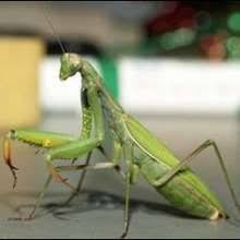 Dossier Sur Les Insectes 18 Contes Histoires Reportages Et Livres Pour Enfants Livre Enfant Conte Enfant Poesie Enfant