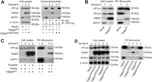 Externer link, öffnet neuen entwicklungztabelle entwicklungsangemessene und individuelle anregung der kindlichen entwicklung. Mypt3 Download