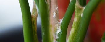 Image result for puklice na orchideích obrázek