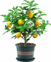 Image result for Citrus medica