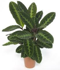 цветущие комнатные комнатные цветы фото и названия и уход за ними Nazvaniya I Foto Komnatnyh Tenelyubivyh Rastenij Kalateya Rasteniya Vyrashivanie Rastenij