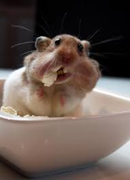 Bilgi Cekici On Twitter Cute Hamsters Funny Animal Pictures Cute Animals