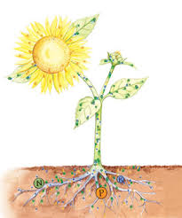 Pour plain water in the pot labeled as plain water. How Do Fertilizers Help Plants Grow