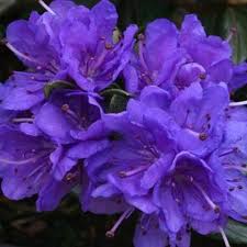 Dwarf Rhododendron Sacko Rhododendron Easy Plants Alpine Plants