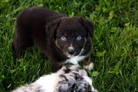 The blue merle australian shepherd has a white chest and stunning dappled coat. Price Kicking K Australian Shepherds