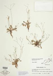 Image result for Exacum oldenlandioides