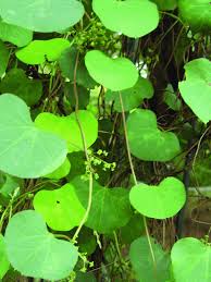 Image result for Cissampelos torulosa