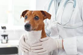 Here are some signs that emergency care is needed: Er Vet In Port Royal Sc 24 7 Vet Port Royal Veterinary Hospital