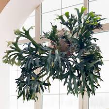 Image result for Platycerium