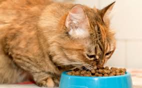 We hope this article on lovely cute cats pictures is being like and loved by you all. What S In My Cat S Food Designer Diets Grain Free Diets Vca Animal Hospital