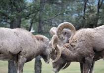 Why Bighorn Sheep Ram Heads • Travel Tales of Life