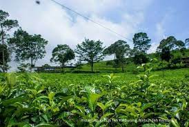 We did not find results for: Seru Menjelajahi Luasnya Kebun Teh Kemuning Di Karanganyar