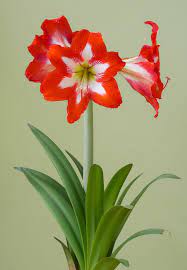 Single Flowered Amaryllis A H Single Flower Parts Of A Flower Amaryllis