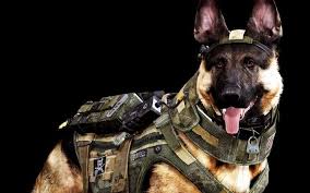 Dog Army Awesome Wallpapers Hd Army Dogs Military Dogs Dogs