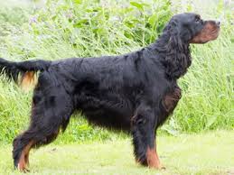 Help us by answering a short survey. Gordon Setter Breeds A To Z The Kennel Club