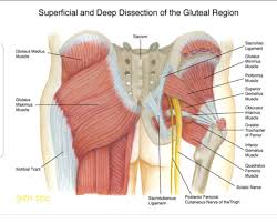 Most pain from hip and back problems is due to ordinary wear and tear on the body. Low Back Muscles Hip Some Reasons Why You Should Stop Stretching Your Hip Hip Muscles Can Become Tight Over Time Due To Periods Of Prolonged Sitting Kumpulan Alamat