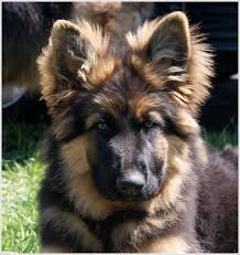 Crooked River German Shepherds German Shepherd Puppies German Shepherd Dogs German Shepherd