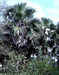 Image result for Borassus aethiopum