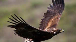 Check spelling or type a new query. Statewide Movements Of Non Territorial Golden Eagles In Alaska During The Breeding Season Information For Developing Effective Conservation Plans U S National Park Service