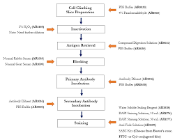 icc immunofluorescence protocol