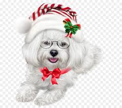 Maltese Dog Shih Tzu Puppy Havanese Dog Lhasa Apso Puppy Png Free Transparent Image
