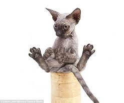 Stitch the kitten aka 'Ugly Cat' becomes internet sensation