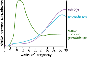 Physiology Of Pregnancy Article Khan Academy