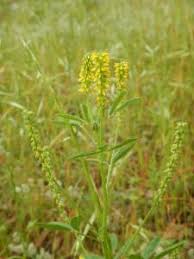 Image result for Melilotus indicus